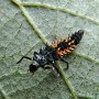 harlequin beetle larva